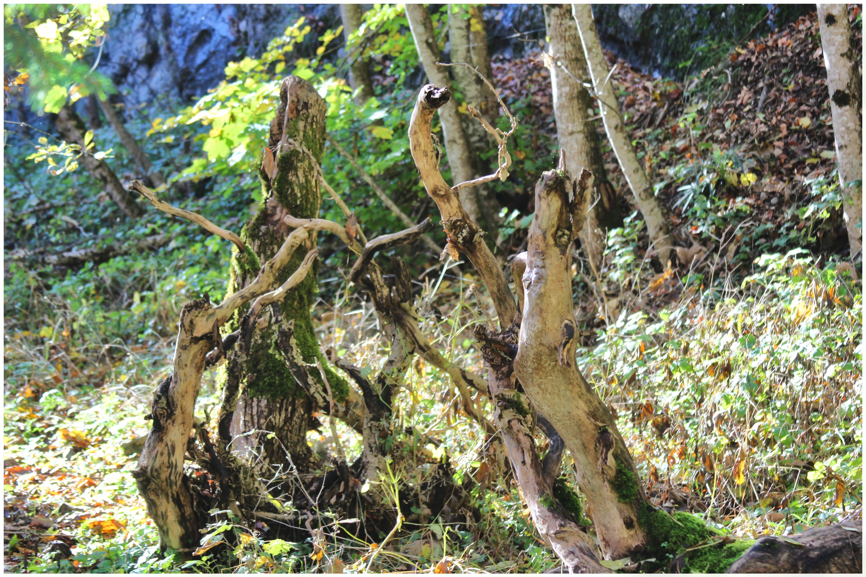 Route abandonnée 13